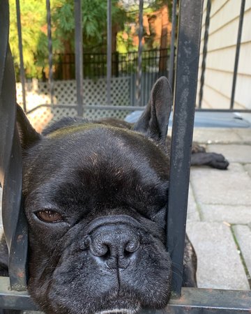 Framed photo of Frankie Baby, a French bulldog